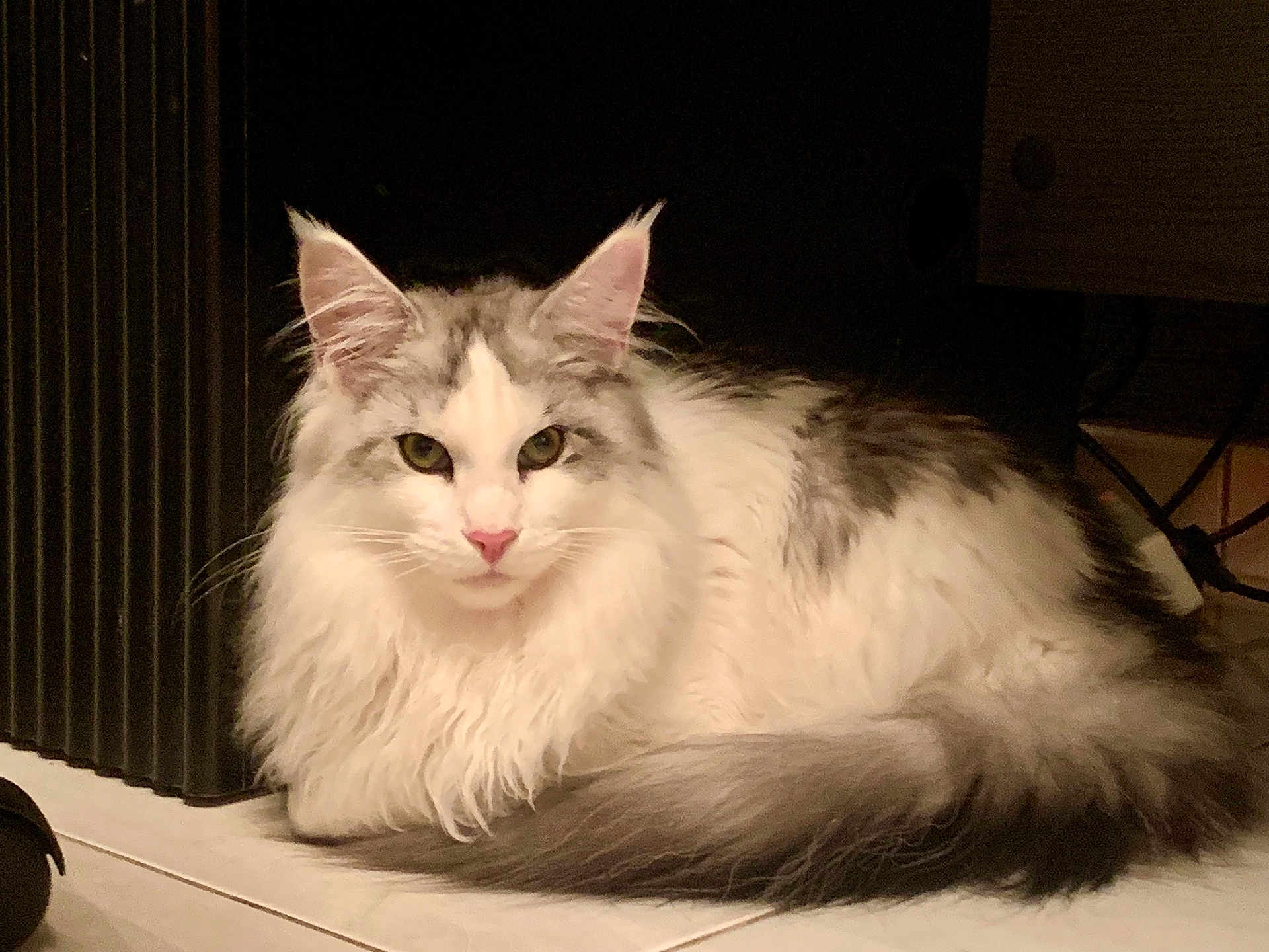 Aramis a rejoint le concours — aidez-le/la à gagner de superbes lots ! cat, fluffy, white, gray, pet, animal, indoor, floor, fur, ears, tail, relaxed, lying_down, domestic, cute, whiskers, face, eyes, portrait, cozy