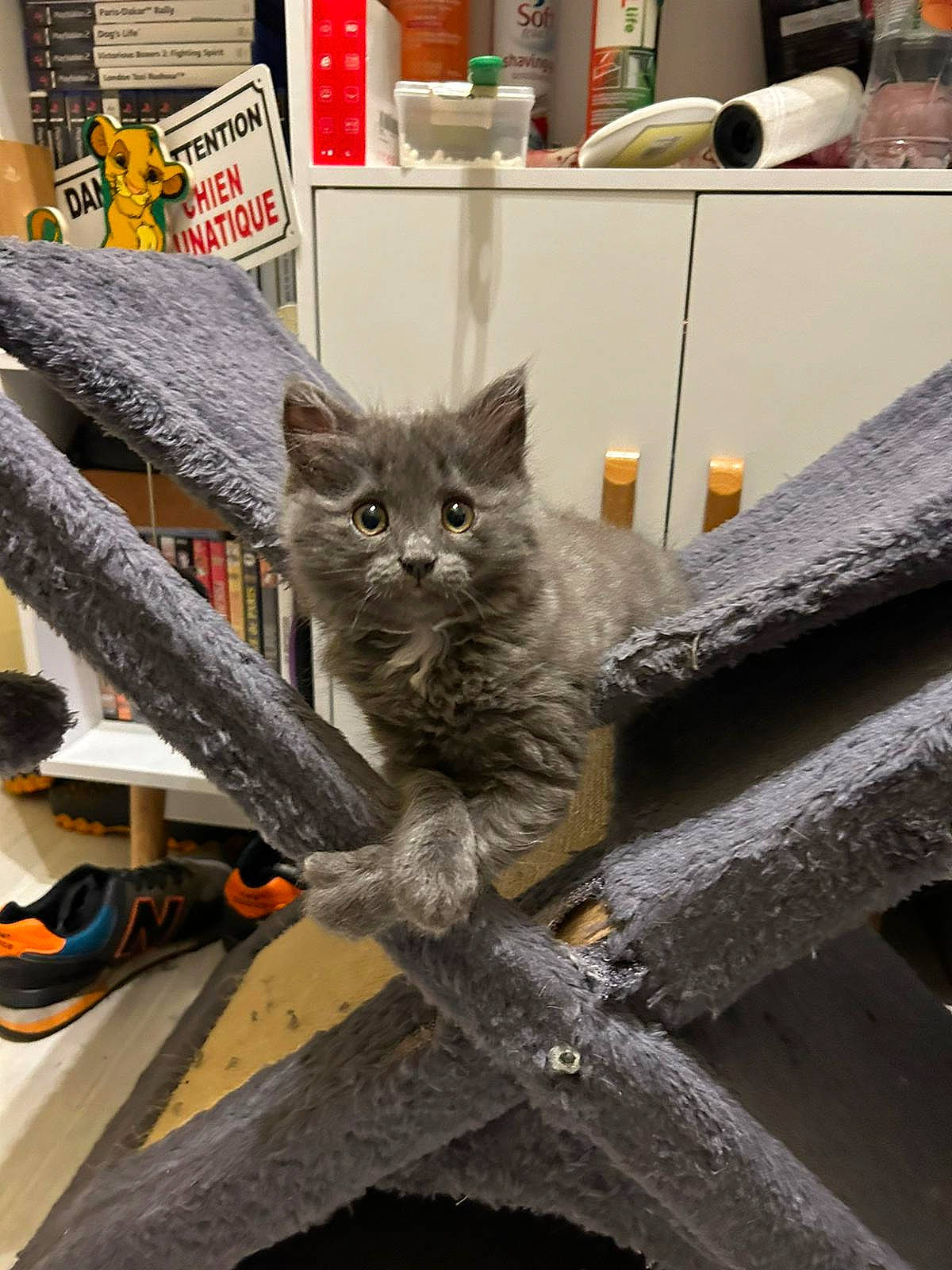 Mowgli a rejoint le concours — aidez-le/la à gagner de superbes lots ! art, automotive_tire, automotive_wheel_system, carnivore, cat, claw, domestic_short_haired_cat, engineering, felidae, fur, grey, machine, metal, paw, russian_blue, small_to_medium_sized_cats, snout, tail, whiskers, wood