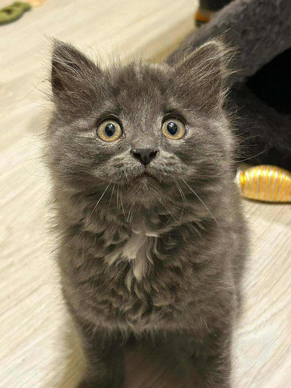 Mowgli participe au concours pour gagner de l'argent avec cette photo : british_longhair, carnivore, cat, close_up, domestic_short_haired_cat, felidae, fur, grey, paw, small_to_medium_sized_cats, snout, tail, terrestrial_animal, whiskers