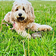 Lola joined the competition — help win amazing prizes! animal, canine, cute, daytime, dog, field, fluffy, fur, grass, greenery, landscape, leisure, nature, outdoor, park, pet, playful, relaxing, stick, summer