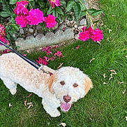 Gracie is registered to the contest to win money with this photo: dog, pet, grass, flower, pink_flower, leash, happy, outdoor, nature, greenery, curly_fur, canine, garden, summer, playful, tongue_out, cute, animal, mammal, friendly