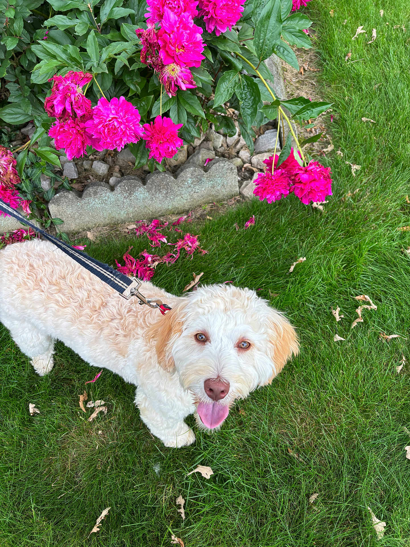 Gracie
