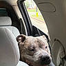 Larry is registered to the contest to win money with this photo: canine, car_interior, daytime, dog, dog_face, dog_head, fire_hydrant, gray_seat, happy_dog, headrest, leather_seat, looking_out, outdoor, pet, road, seat, street, suburban, vehicle, window