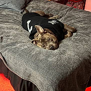 Larry is registered to the contest to win money with this photo: bed, black_shirt, blanket, bone_design, canine, carpet, comfort, cozy, dog, furniture, gray, indoor, pet, pillow, red_lighting, relaxed, resting, room, sleepy, soft_lighting