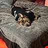 bed, black_shirt, blanket, bone_design, canine, carpet, comfort, cozy, dog, furniture, gray, indoor, pet, pillow, red_lighting, relaxed, resting, room, sleepy, soft_lighting