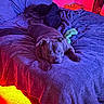 Larry joined the competition — help win amazing prizes! animal, bed, blanket, canine, carpet, cozy, cute, dog, domestic, furniture, indoor, laying_down, pet, portrait, purple_lighting, red_lighting, relaxed, resting, sleepy, soft_texture