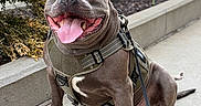 Larry joined the competition — help win amazing prizes! animal, canine, closeup, concrete, daylight, dog, friendly, happy, leash, muscular, outdoor, pet, plant, sidewalk, sitting, smiling, street, tactical_harness, tongue_out, urban