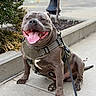 animal, canine, closeup, concrete, daylight, dog, friendly, happy, leash, muscular, outdoor, pet, plant, sidewalk, sitting, smiling, street, tactical_harness, tongue_out, urban