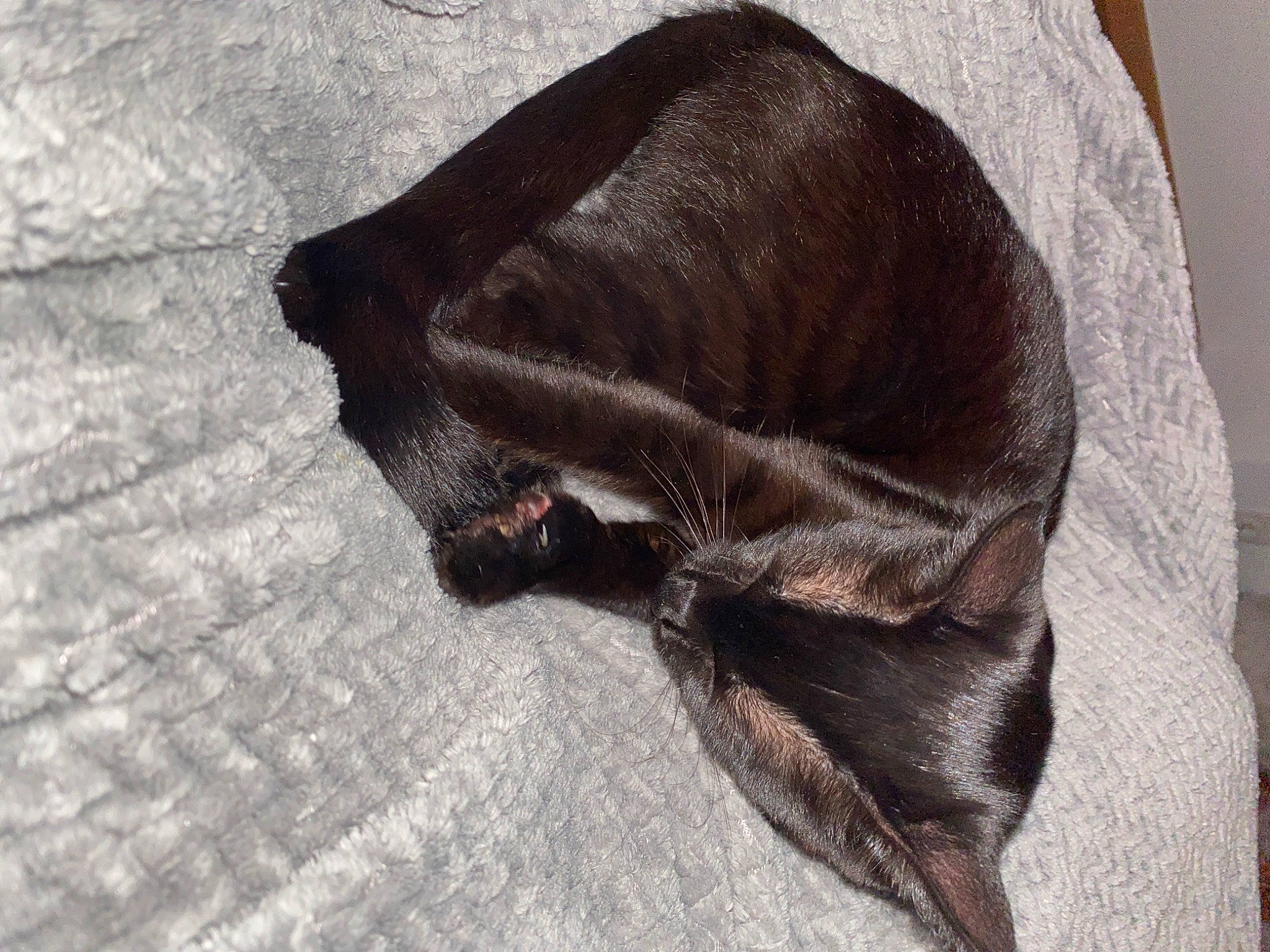 Boubou a rejoint le concours — aidez-le/la à gagner de superbes lots ! brown, liver