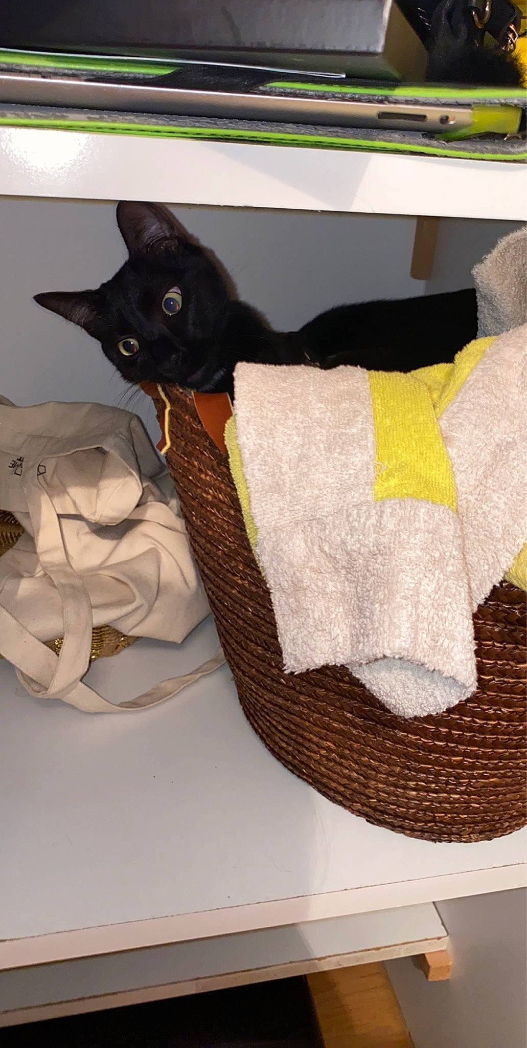 Boubou participe au concours pour gagner de l'argent avec cette photo : black_cat, carnivore, cat, fawn, felidae, home_accessories, linens, paper, paper_product, small_to_medium_sized_cats, tail, whiskers, wicker