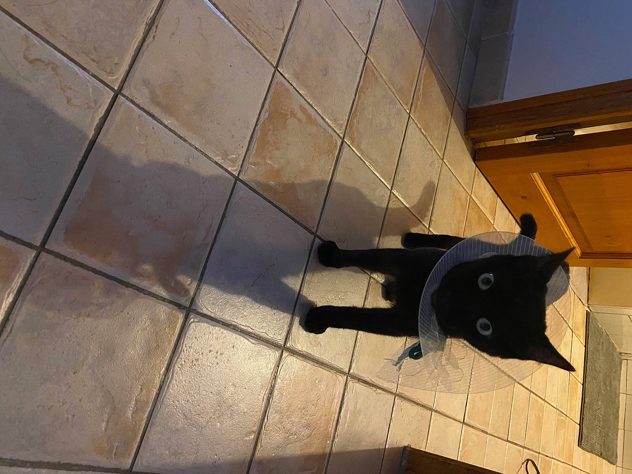 Boubou a rejoint le concours — aidez-le/la à gagner de superbes lots ! floor, flooring, shadow, tile