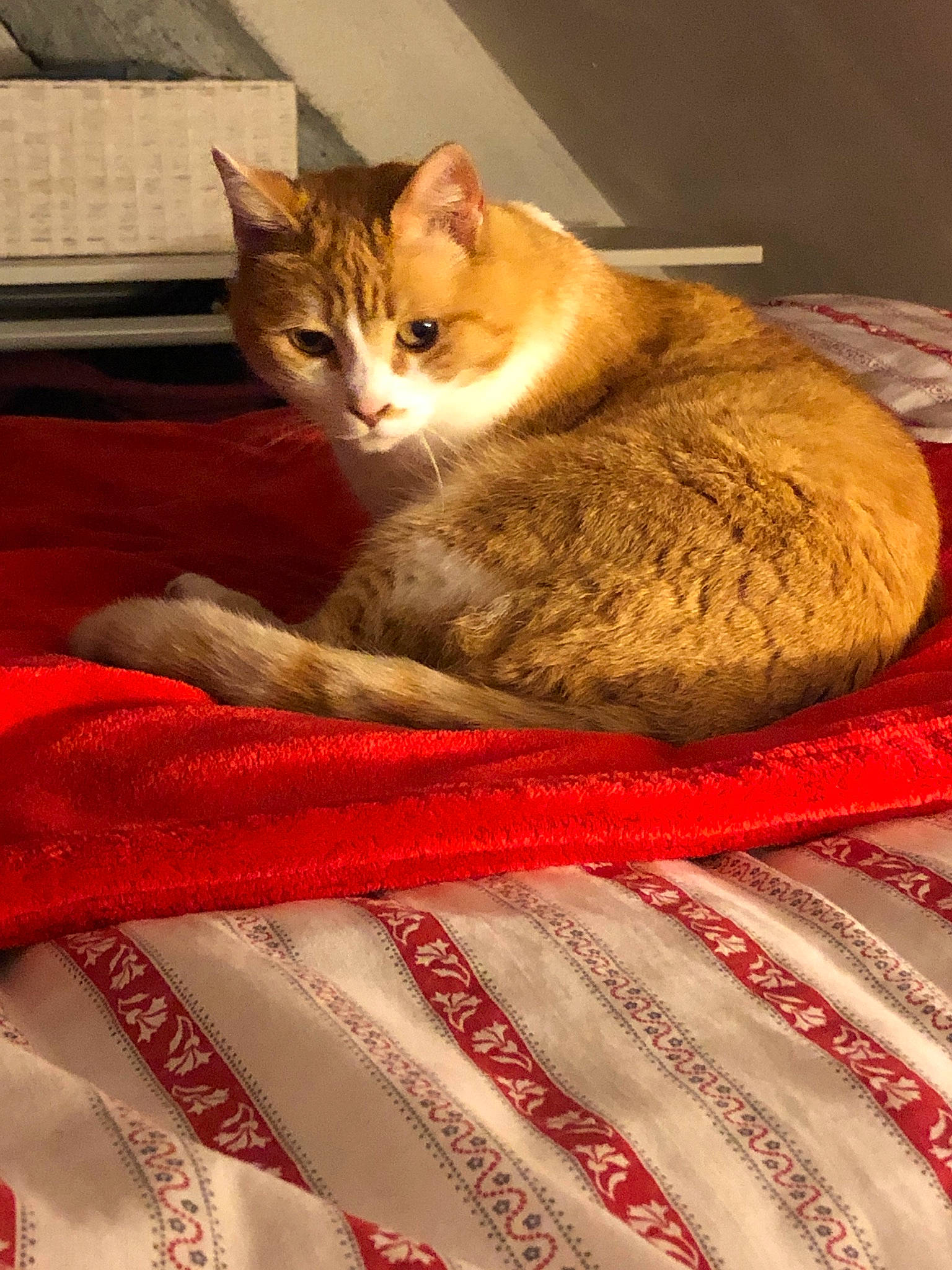 Canelle participe au concours pour gagner de l'argent avec cette photo : aegean_cat, asian, carnivore, cat, domestic_short_haired_cat, european_shorthair, fawn, felidae, fur, kitten, mammal, singapura, small_to_medium_sized_cats, snout, tabby_cat, whiskers