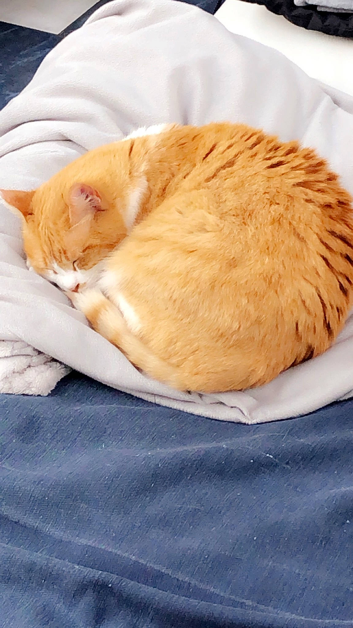 Canelle participe au concours pour gagner de l'argent avec cette photo : carnivore, cat, cat_supply, cuisine, dish, fawn, felidae, food, fur, nap, sleep, small_to_medium_sized_cats, snout, tabby_cat, whiskers