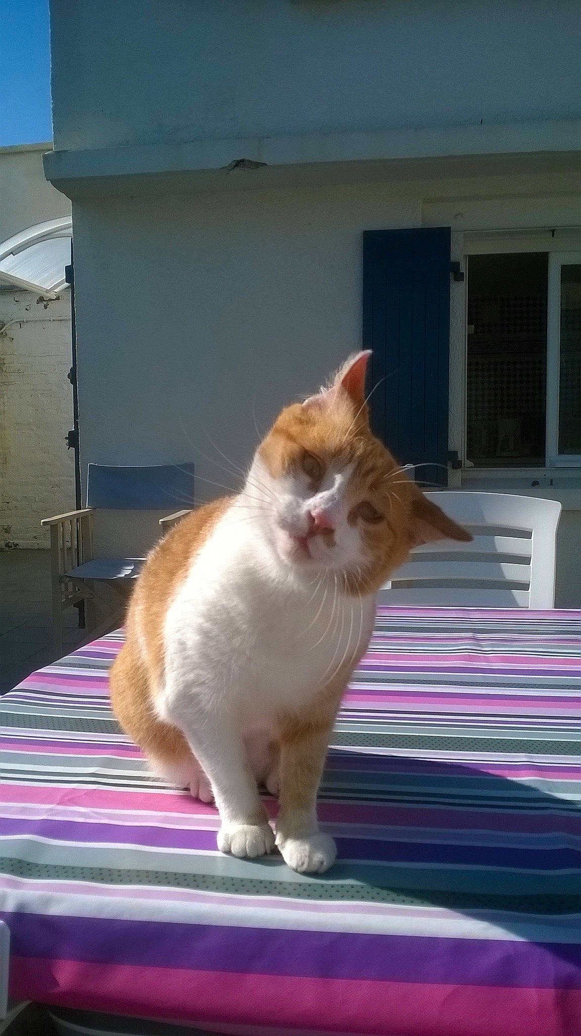 Canelle a rejoint le concours — aidez-le/la à gagner de superbes lots ! aegean_cat, carnivore, cat, fawn, felidae, mammal, small_to_medium_sized_cats, tail, whiskers