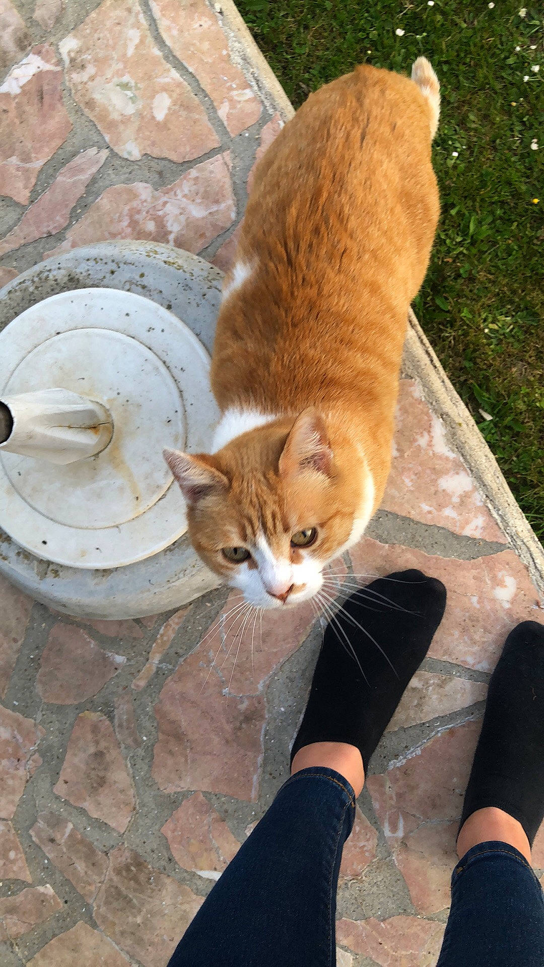 Canelle participe au concours pour gagner de l'argent avec cette photo : aegean_cat, carnivore, cat, domestic_short_haired_cat, european_shorthair, fawn, felidae, german_rex, leg, polydactyl_cat, small_to_medium_sized_cats, tabby_cat, tail, whiskers, wild_cat