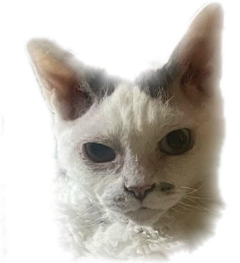 Dobby is registered to the contest to win money with this photo: animal, cat, close_up, curly_fur, curly_hair, cute, domestic_cat, ears, expression, eyes, face, feline, head, isolated, looking, pet, portrait, soft_background, whiskers, white_fur