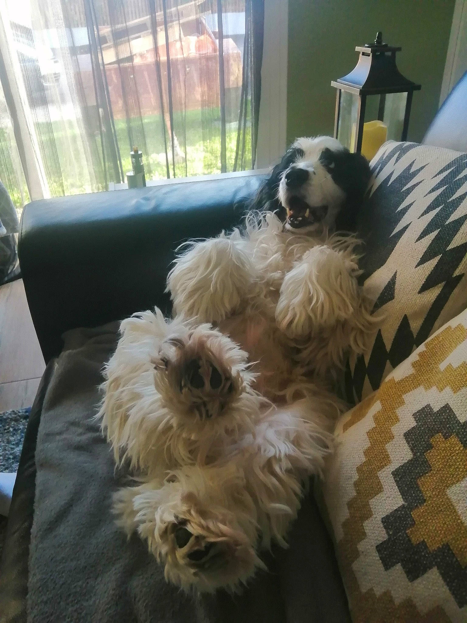 Inouk a rejoint le concours — aidez-le/la à gagner de superbes lots ! canidae, carnivore, comfort, companion_dog, couch, dog, dog_breed, dog_supply, fawn, fur, liver, mal_shi, non_sporting_group, pet_supply, small_terrier, sporting_group, terrestrial_animal, terrier, toy_dog, working_animal