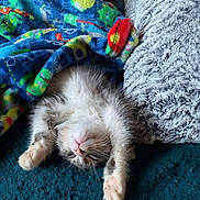 Norman is registered to the contest to win money with this photo: kitten, cat, sleeping, stretching, blanket, colorful, plush, cozy, paw, fur, indoor, relaxed, cute, pet, animal, soft, texture, resting, comfort, napping