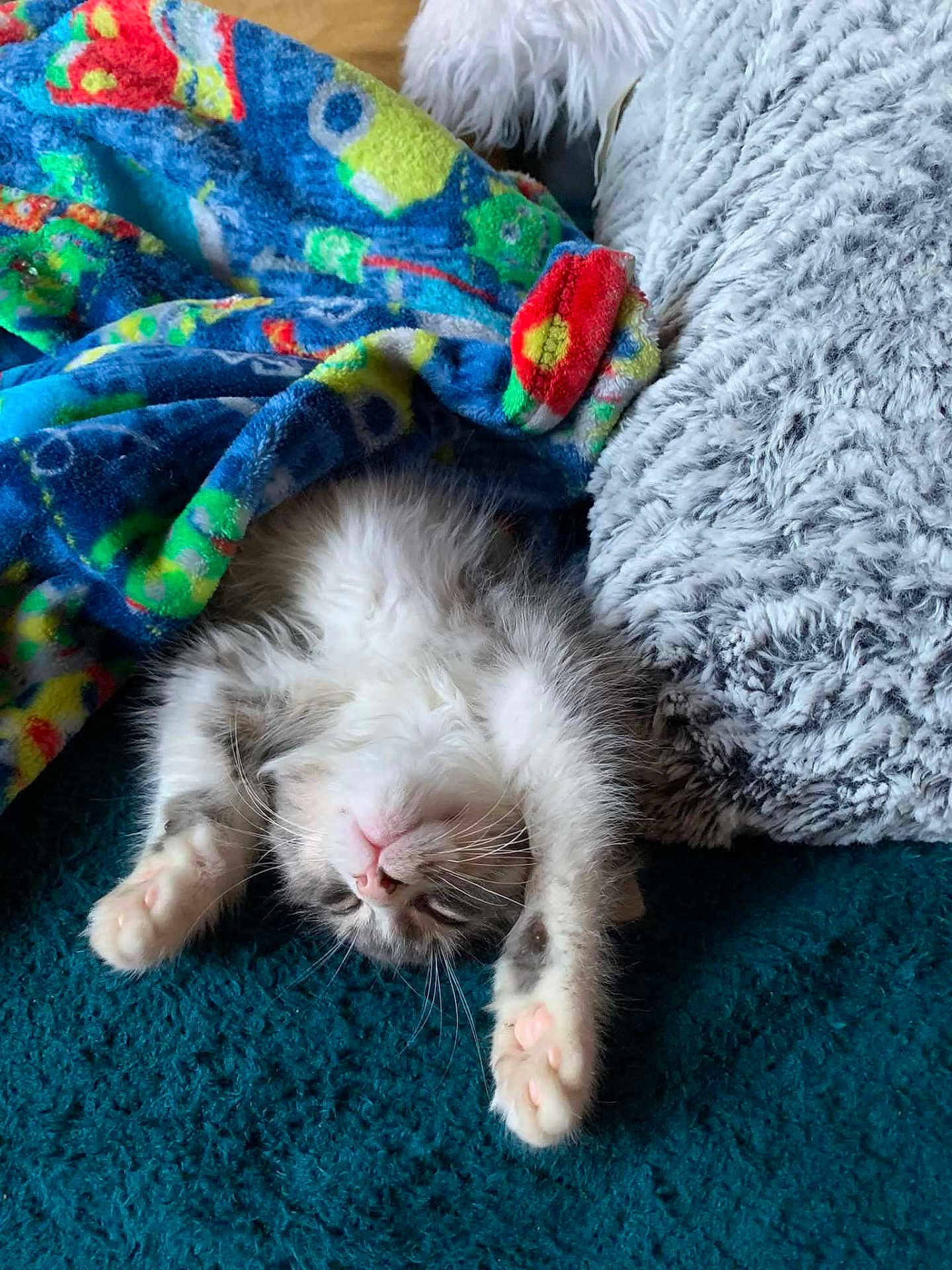 Norman
