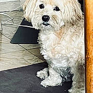Jeffy participe au concours pour gagner de l'argent avec cette photo : animal, black_nose, cables, canine, curly_fur, dark_eyes, dog, floor, fluffy, home, indoors, long_ears, pet, portrait, rug, sitting, small_dog, tile_floor, white_fur, wooden_table