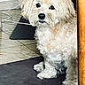 animal, black_nose, cables, canine, curly_fur, dark_eyes, dog, floor, fluffy, home, indoors, long_ears, pet, portrait, rug, sitting, small_dog, tile_floor, white_fur, wooden_table