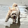 Jeffy participe au concours pour gagner de l'argent avec cette photo : animal, beach, cream_colored, curly_fur, dog, fluffy, outdoor, pet, photography, playful, portrait, puddle, reflection, running, shoreline, small_dog, standing, tongue_out, water, wet