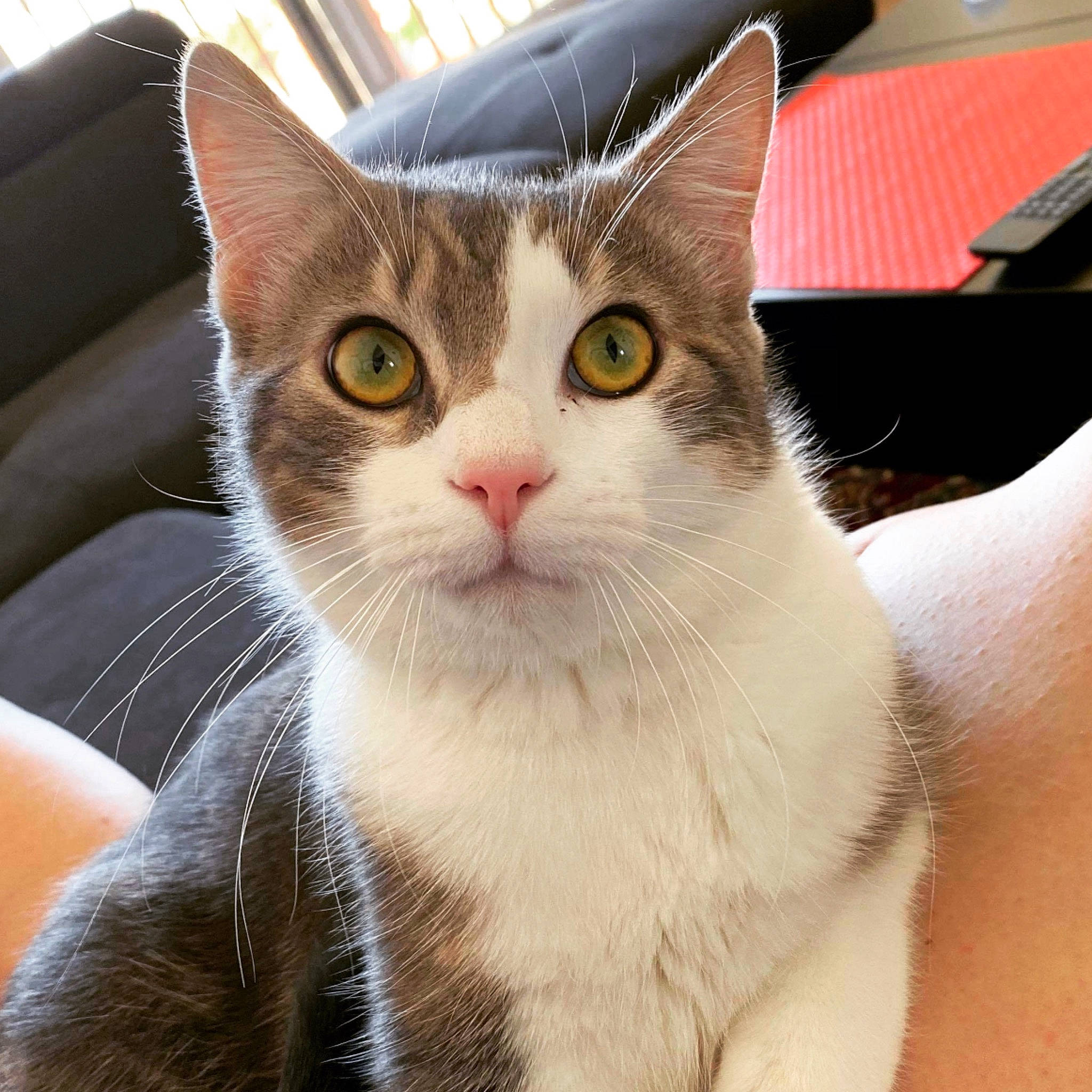 Poopie a rejoint le concours — aidez-le/la à gagner de superbes lots ! armrest, carnivore, cat, comfort, couch, domestic_short_haired_cat, felidae, fur, iris, small_to_medium_sized_cats, snout, vertebrate, whiskers