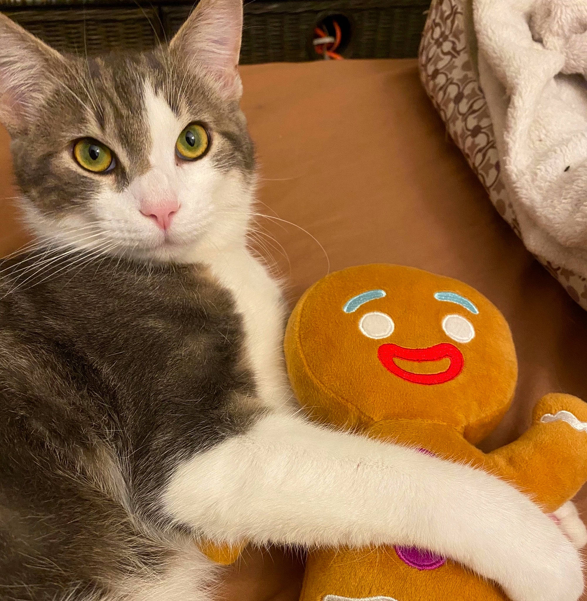 Poopie a rejoint le concours — aidez-le/la à gagner de superbes lots ! carnivore, cat, domestic_short_haired_cat, felidae, fur, paw, plush, small_to_medium_sized_cats, snout, stuffed_toy, toy, vertebrate, whiskers