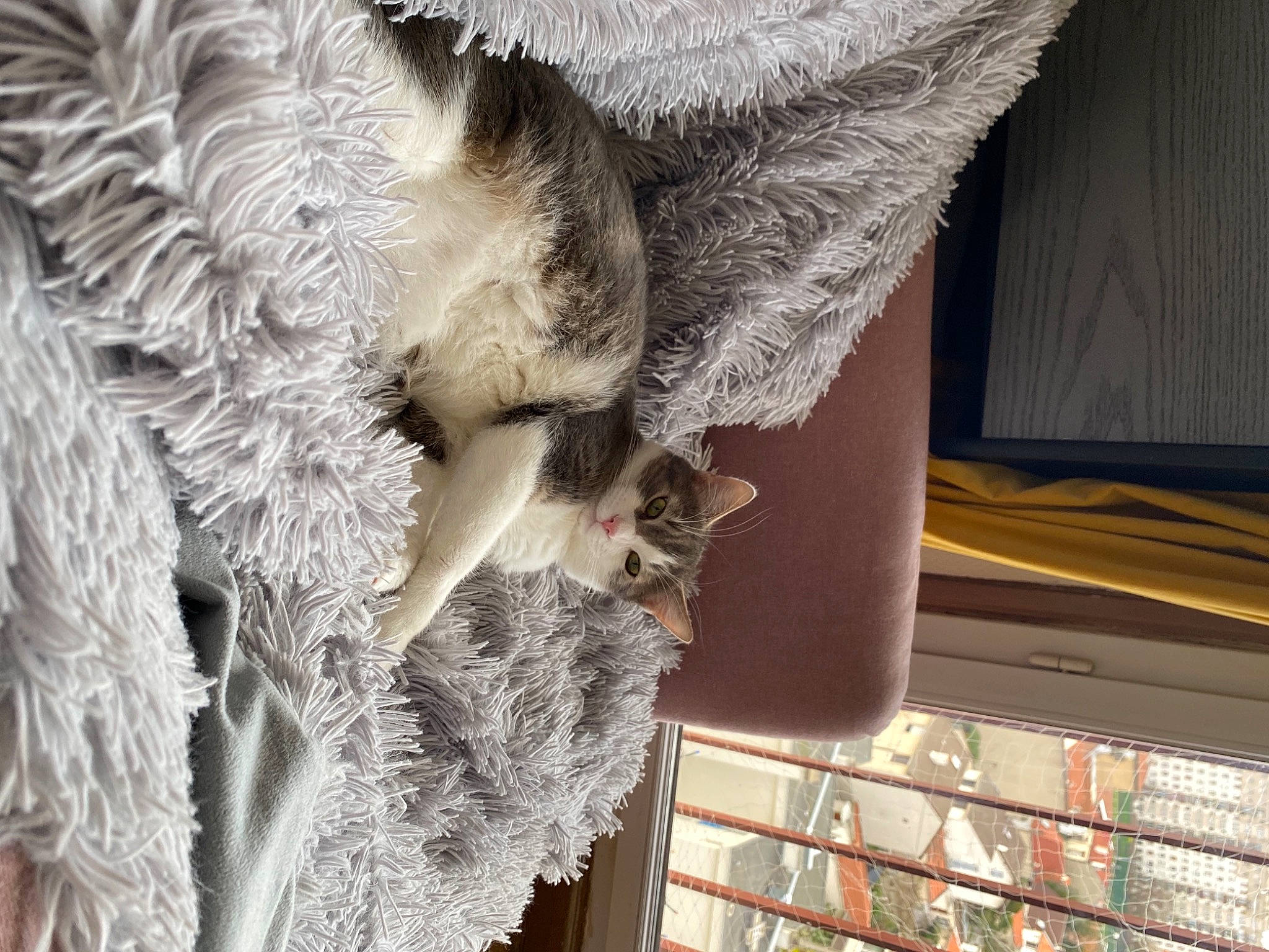 Poopie participe au concours pour gagner de l'argent avec cette photo : animal_product, carnivore, claw, daylighting, feather, fur, fur_clothing, natural_material, small_to_medium_sized_cats, snout, textile, window_covering