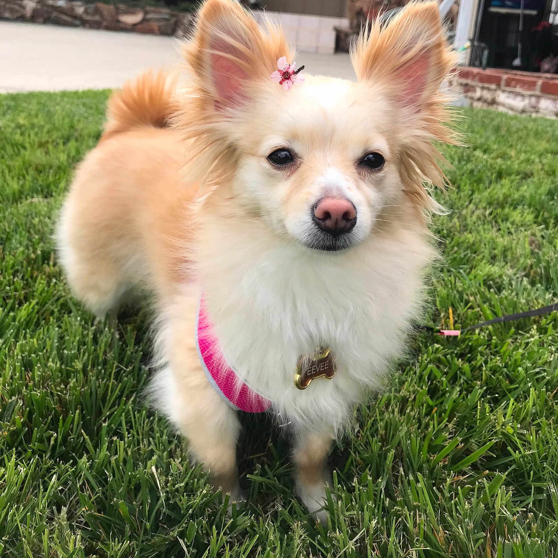 Eevee is registered to the contest to win money with this photo: accessories, animal, canine, chihuahua, cockerspaniel, dog, eskimodog, grass, lawn, leash, nature, outdoors, papillon, pet, plant, puppy, strap, vegetation, whitedog, yard