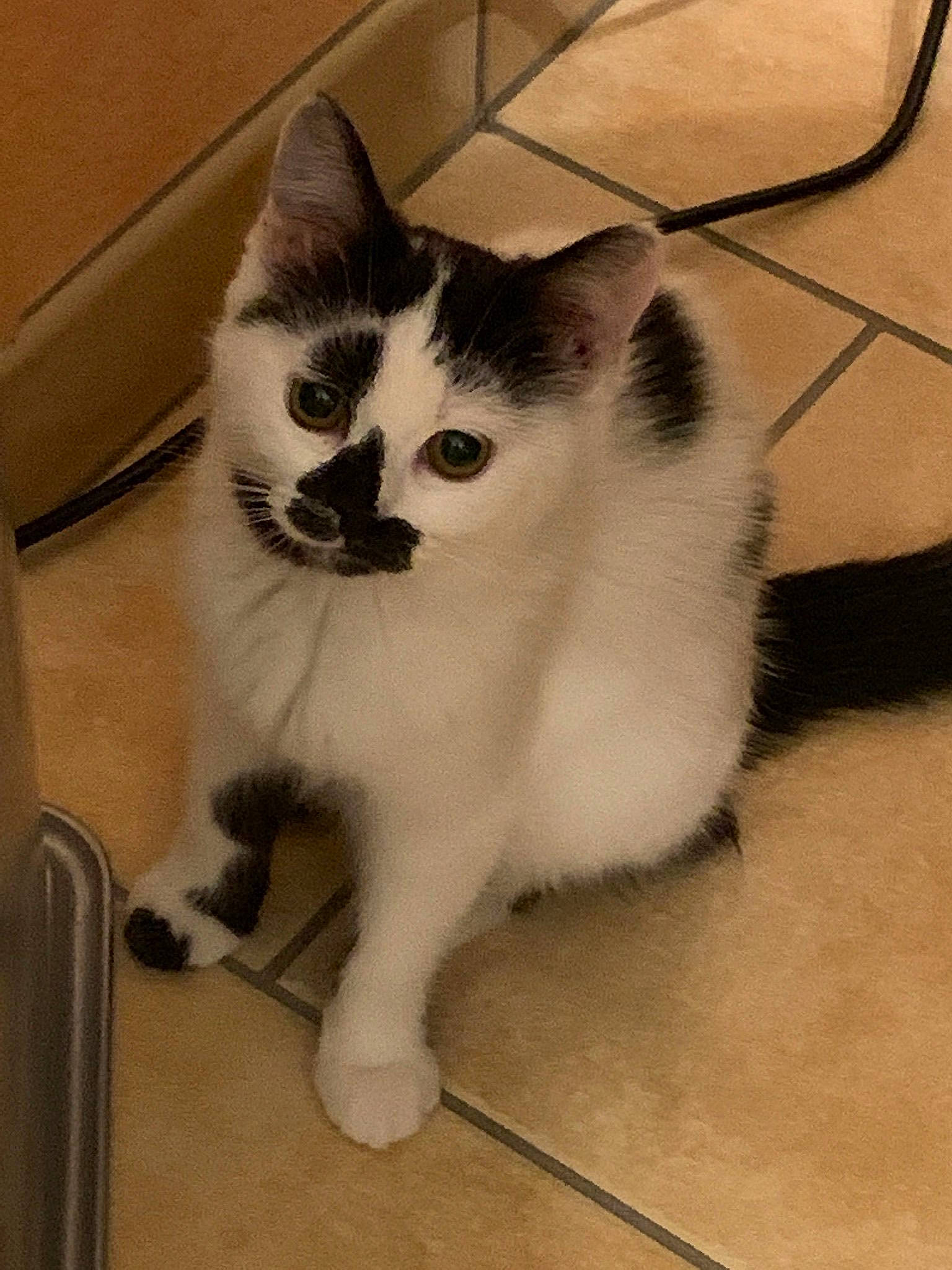 Miko a rejoint le concours — aidez-le/la à gagner de superbes lots ! carnivore, cat, claw, domestic_short_haired_cat, eye, fawn, felidae, floor, flooring, foot, fur, hardwood, head, paw, sitting, small_to_medium_sized_cats, snout, tail, whiskers, wood