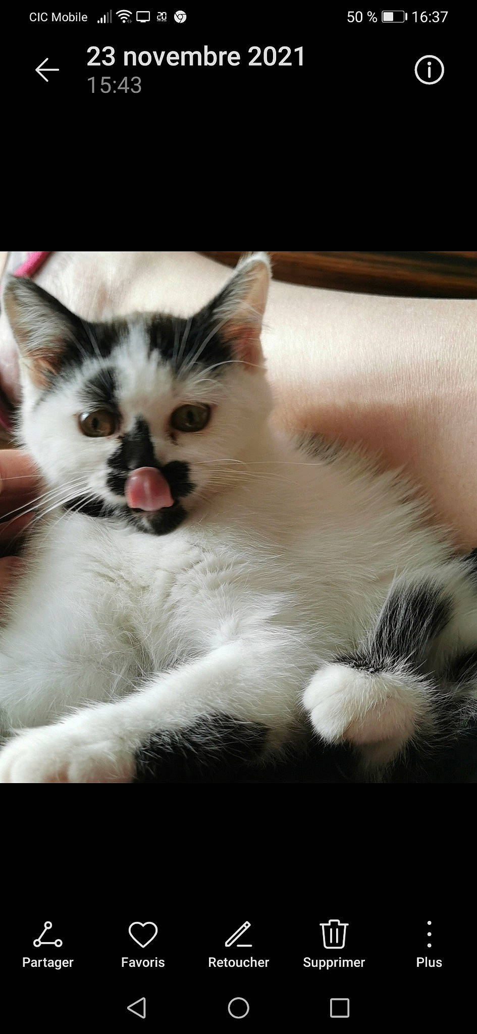 Miko a rejoint le concours — aidez-le/la à gagner de superbes lots ! carnivore, cat, claw, domestic_short_haired_cat, eye, fawn, felidae, foot, fur, iris, paw, photo_caption, sitting, sky, small_to_medium_sized_cats, snout, tail, terrestrial_animal, whiskers