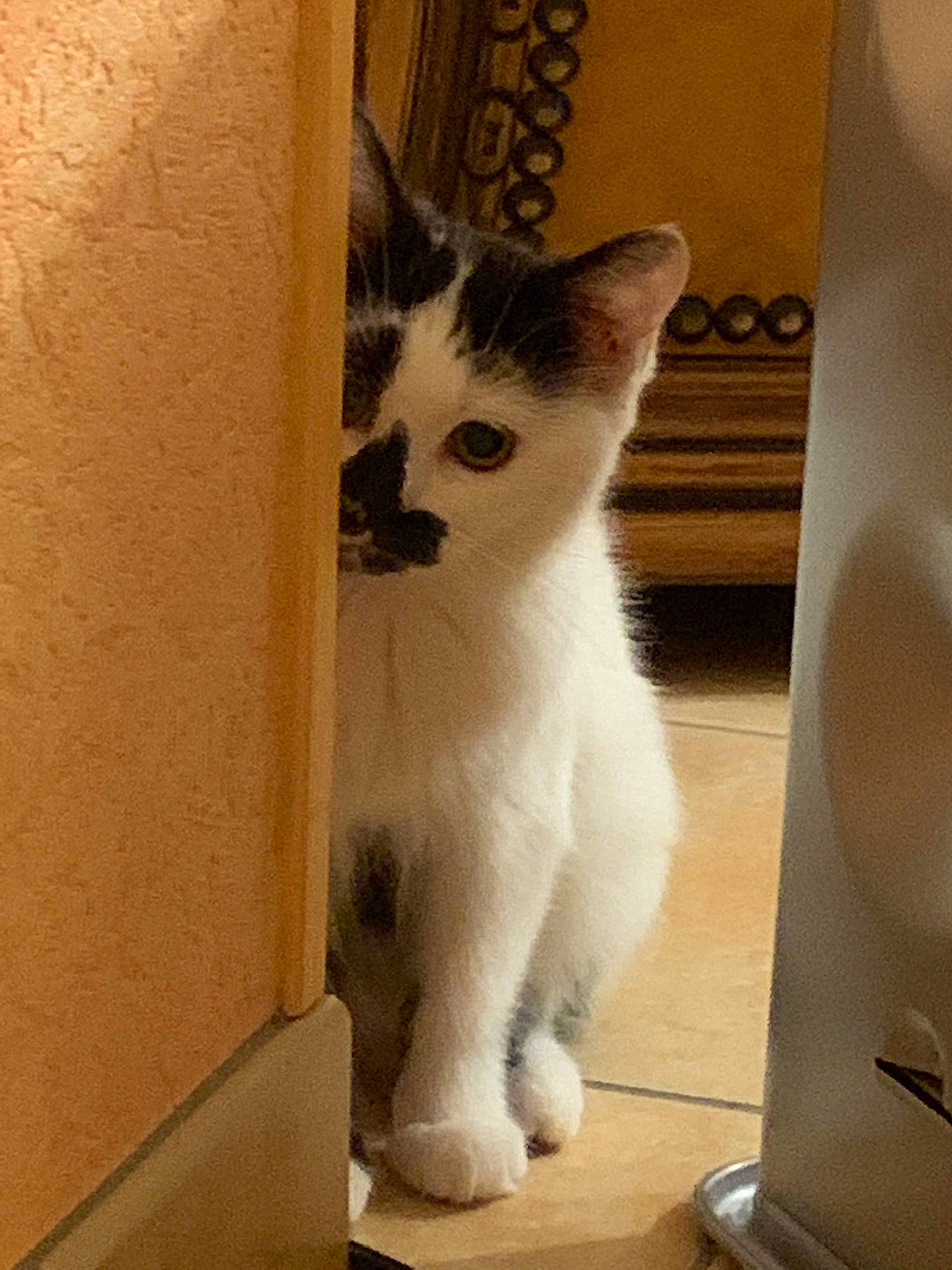 Miko a rejoint le concours — aidez-le/la à gagner de superbes lots ! box, cardboard, carnivore, cat, claw, domestic_short_haired_cat, door, fawn, felidae, flooring, fur, hardwood, home_appliance, paper_product, paw, small_to_medium_sized_cats, snout, tail, whiskers, wood