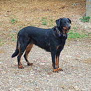 Topaze a rejoint le concours — aidez-le/la à gagner de superbes lots ! dog, black_dog, tan_markings, outdoor, gravel, straw, farmyard, alert, collar, standing, animal, pet, canine, nature, rural, grass, earth, watchful, medium_sized_dog, fur