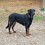 dog, black_dog, tan_markings, outdoor, gravel, straw, farmyard, alert, collar, standing, animal, pet, canine, nature, rural, grass, earth, watchful, medium_sized_dog, fur