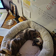 Bouncy is registered to the contest to win money with this photo: cat, pet, bed, fluffy, upside_down, relaxed, desk, papers, cables, computer, framed_photo, whiteboard, notes, pen, glue, wooden_surface, indoor, cozy, furniture, home_office