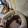 cat, pet, bed, fluffy, upside_down, relaxed, desk, papers, cables, computer, framed_photo, whiteboard, notes, pen, glue, wooden_surface, indoor, cozy, furniture, home_office