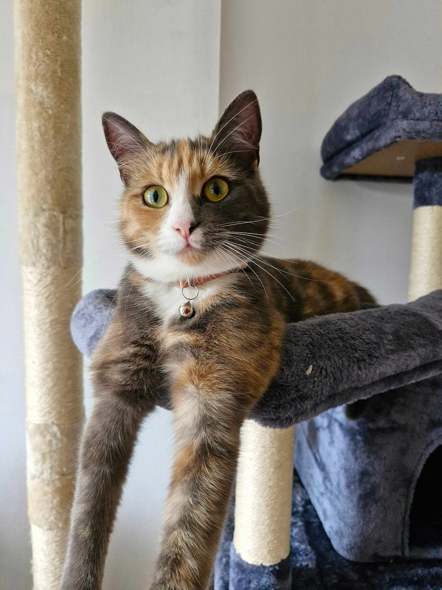 Bouncy is registered to the contest to win money with this photo: cat, calico, pet, animal, feline, indoor, cat_tree, collar, bell, stretching, fur, whiskers, ears, eyes, paws, plush, gray, curious, relaxed, home