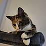 animal, brown, calico, cat, cat_tree, close_up, curious, domestic_cat, ears, feline, gray, indoor, looking_down, orange, paws, perched, pet, soft_texture, whiskers, white_paws