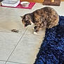 animal, blue_rug, cat, closeup, curious, domestic, feline, floor, fur, home, indoor, mammal, mouse, paws, pet, pet_food_bowl, scratching_post, tile, tortoiseshell, whiskers