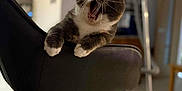 Bouncy joined the competition — help win amazing prizes! animal, black, brown, cat, chair, cute, domestic, expression, floor, furniture, home, household, indoor, paws, pet, relaxed, vacuum_cleaner, whiskers, white, yawning