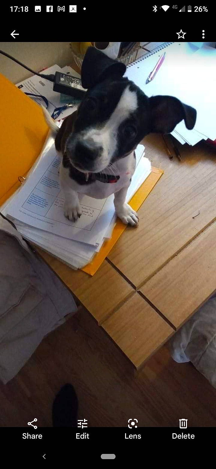 Noopsie is registered to the contest to win money with this photo: carnivore, collar, comfort, companion_dog, dog, dog_breed, fawn, felidae, flooring, hardwood, plank, small_to_medium_sized_cats, snout, sporting_group, table, tail, varnish, whiskers, wood, wood_stain