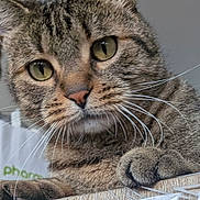 Fripouille a rejoint le concours — aidez-le/la à gagner de superbes lots ! cat, tabby, close_up, paw, whiskers, green_eyes, feline, pet, animal, indoor, resting, curious, fur, ears, face, portrait, wood_surface, reflection, background, domestic