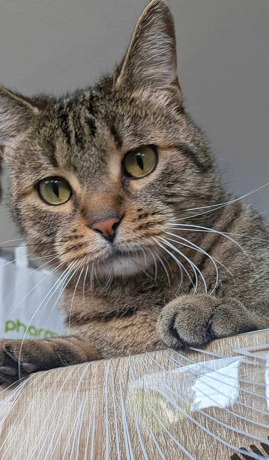 Fripouille a rejoint le concours — aidez-le/la à gagner de superbes lots ! cat, tabby, close_up, paw, whiskers, green_eyes, feline, pet, animal, indoor, resting, curious, fur, ears, face, portrait, wood_surface, reflection, background, domestic