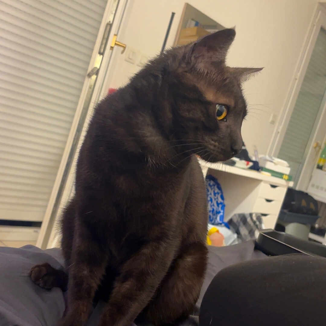 Simba