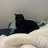 Simba participe au concours pour gagner de l'argent avec cette photo : cat, black_cat, bed, blanket, comforter, indoor, feline, resting, cozy, curious, fur, animal, pet, wall, textured_wall, domestic_animal, sleep_area, soft, quiet, relaxed