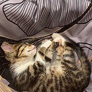 Tigri participe au concours pour gagner de l'argent avec cette photo : kitten, cat, sleeping, tabby, fur, pet, animal, domestic, bed, blanket, striped, cute, whiskers, pink_paw, cozy, resting, soft, young, indoor, relaxed