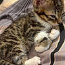 Tigri a rejoint le concours — aidez-le/la à gagner de superbes lots ! kitten, tabby, cat, sleepy, fur, whiskers, paws, tail, bed, blanket, striped, cute, pet, animal, domestic, resting, young, feline, cozy, soft