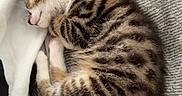 Tigri participe au concours pour gagner de l'argent avec cette photo : kitten, cat, sleeping, tabby, fur, cozy, blanket, paw, striped, cute, pet, animal, resting, indoor, soft, young, feline, curled, calm, domestic