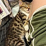Tigri participe au concours pour gagner de l'argent avec cette photo : kitten, cat, sleeping, pet, tabby, striped, fur, animal, bed, blanket, person, leg, shorts, green, resting, cozy, indoor, cute, domestic, relaxation